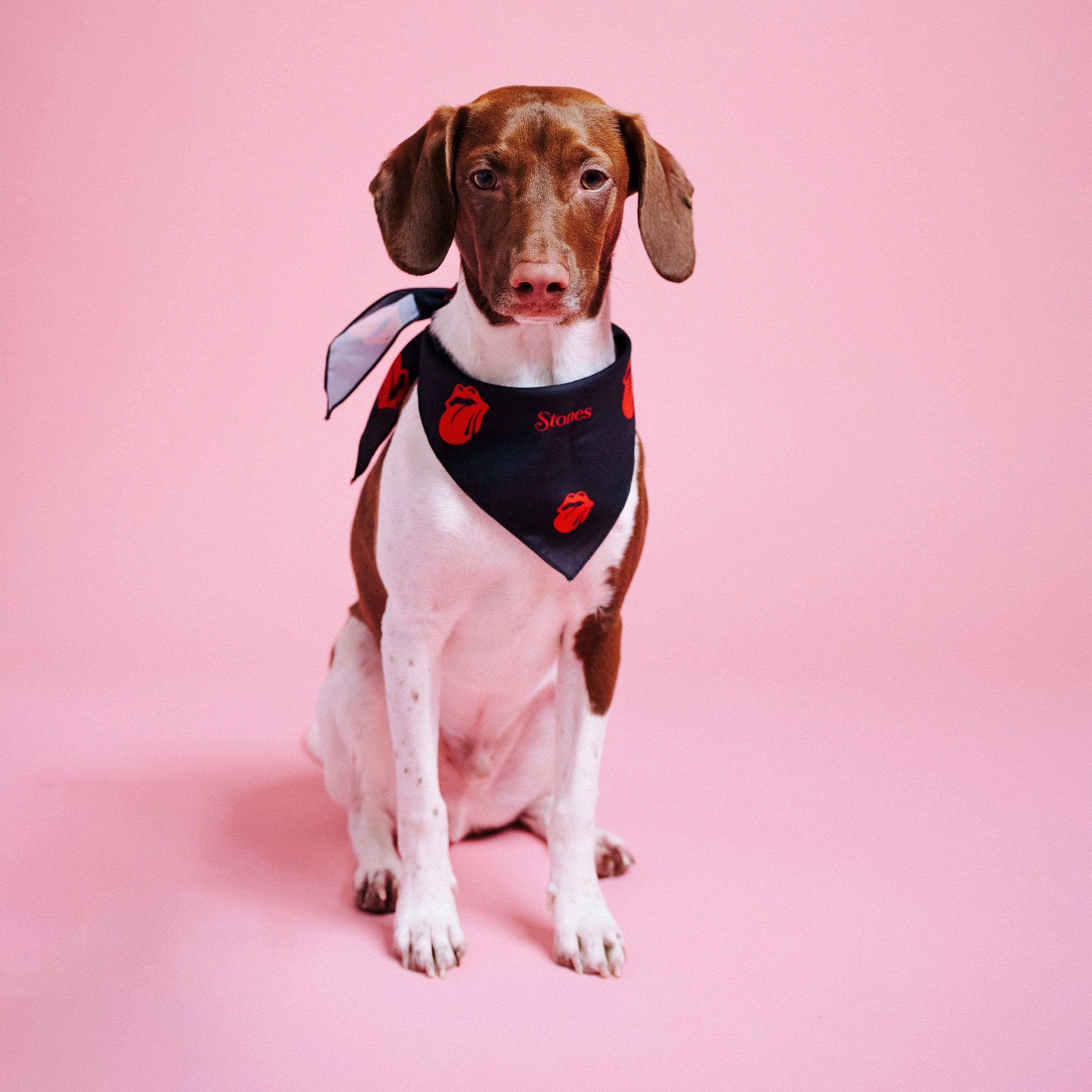 Classic Logos Stones Dog Bandana - Image 4