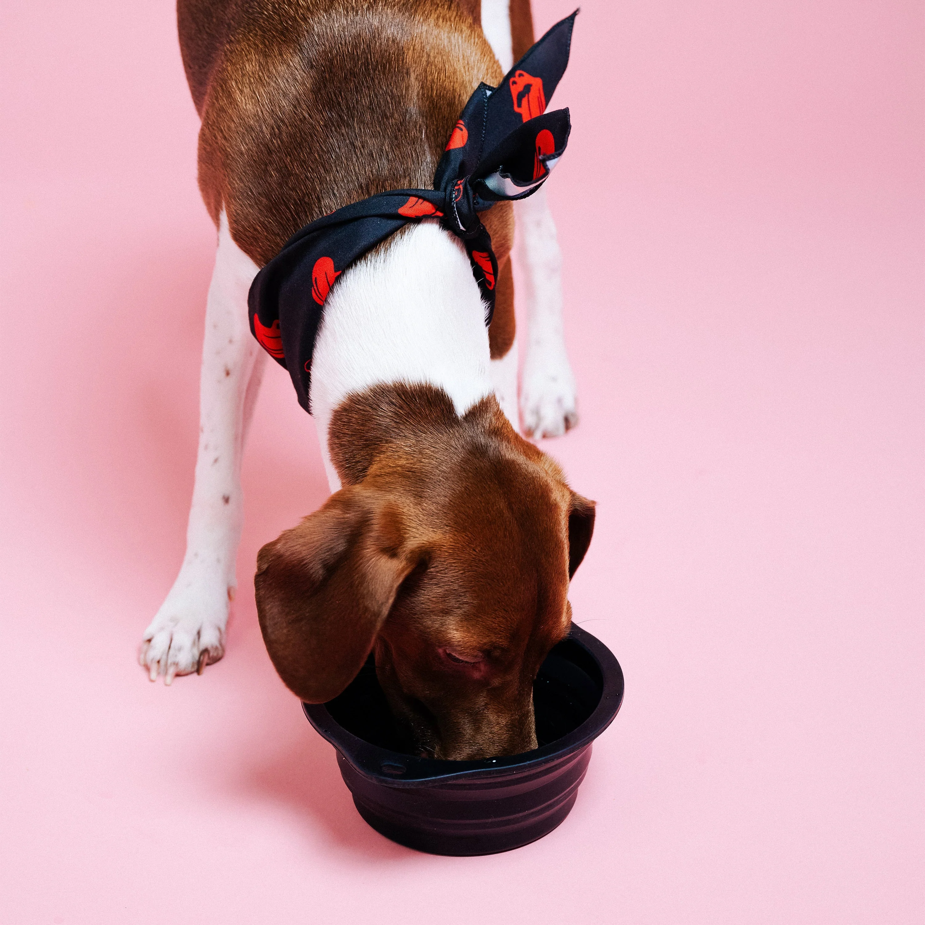 Stones Collapsible Dog Bowl - Image 6